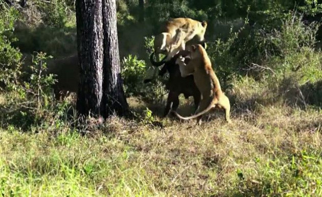Acımasız savaş 6 saat sürdü - Resim: 3