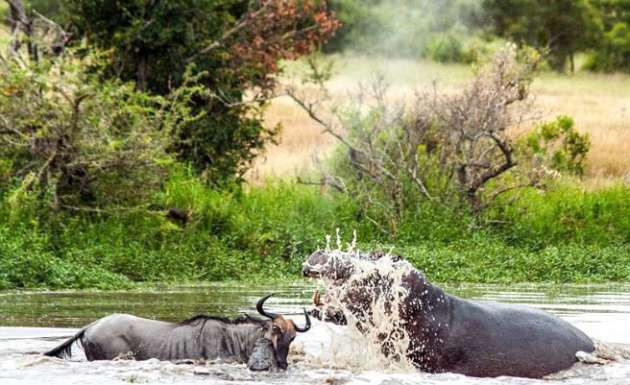 Su aygırı ve timsahın antilop mücadelesi hayrete düşürdü - Resim: 1