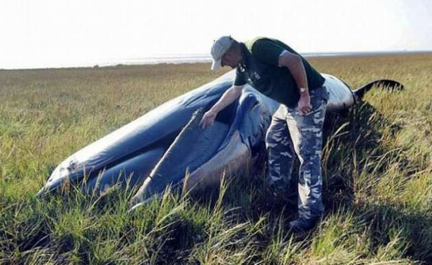 Tarlada görülen esrarengiz hayvan - Resim: 2