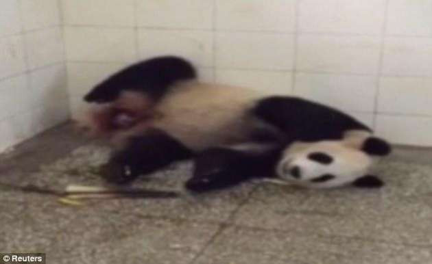 Pandanın doğum anı görüntülendi - Resim: 1