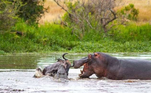 Su aygırı ve timsahın antilop mücadelesi hayrete düşürdü - Resim: 2
