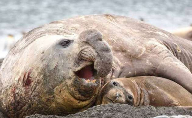 Deniz aslanlarının inanılmaz çiftleşme görüntüleri - Resim: 4
