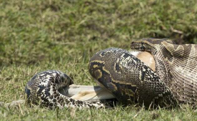 Pitondan inanılmaz saldırı! Sessizce yaklaştı ve... - Resim: 3