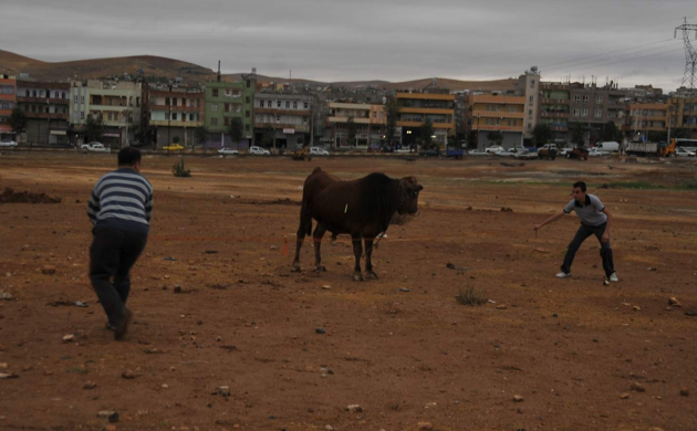 Azgın boğa ortalığı birbirine kattı - Resim: 2