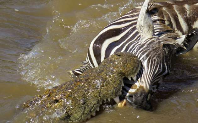 Zebraların timsahlarla korkunç mücadelesi - Resim: 1