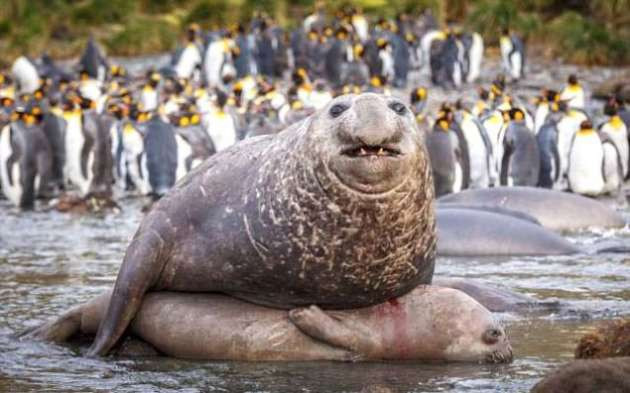 Deniz aslanlarının inanılmaz çiftleşme görüntüleri - Resim: 1