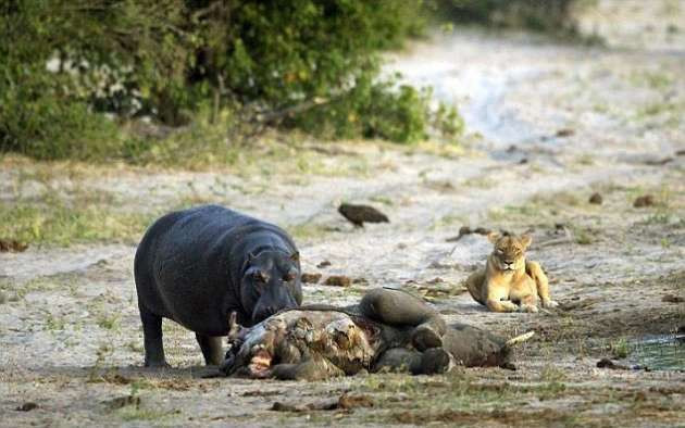 Vahşi doğada ilginç anlar - Resim: 4