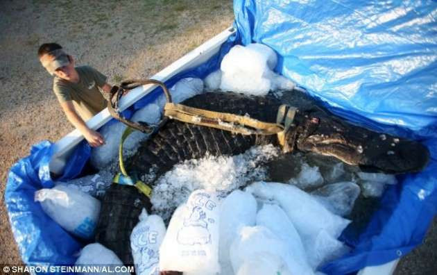 Dev timsahın içinden geyik çıktı - Resim: 3