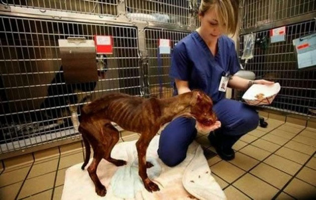 Biraz sevgi biraz ilgi işte müthiş değişim! - Resim: 3