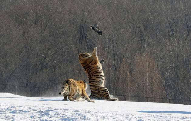 Kaplanların avlarıyla mücadelesi - Resim: 3