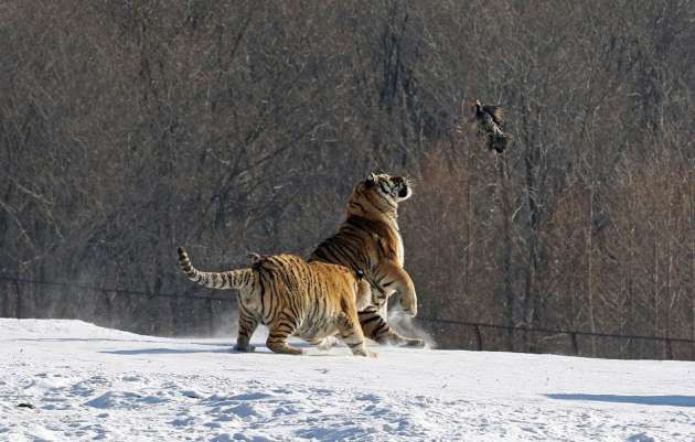 Kaplanların avlarıyla mücadelesi - Resim: 2