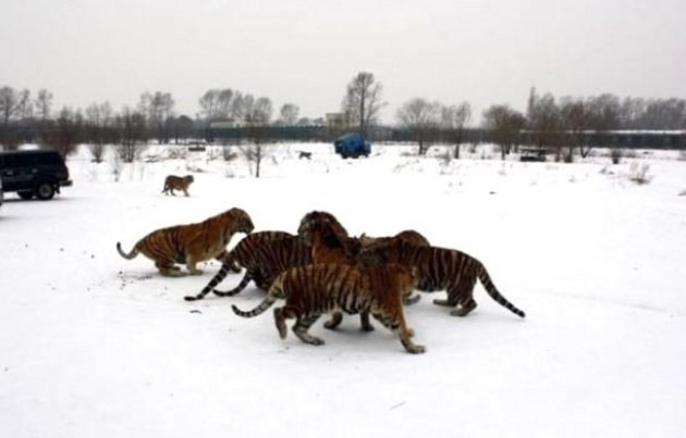 Canlı ineği kaplanlara yem ettiler! Vahşet sonraki karede - Resim: 2