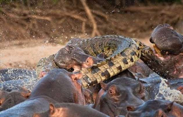 Su aygırı doktora böyle saldırdı! - Resim: 4