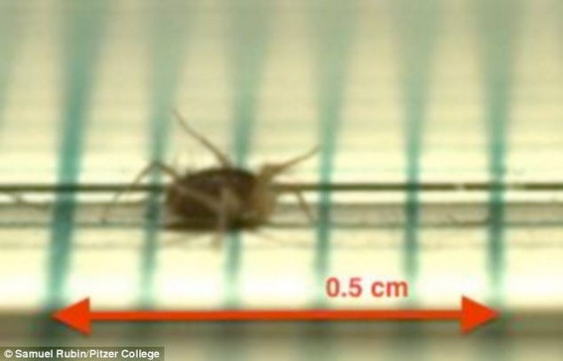 En hızlı kara canlısı bulundu - Resim: 3