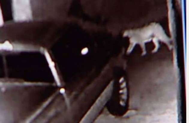 Hayvanlar şehri bastı - Resim: 2