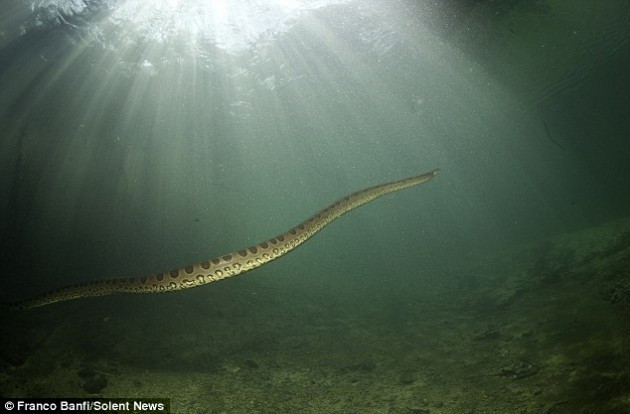 Dev Anakonda'yı işte böyle görüntüledi! - Resim: 3