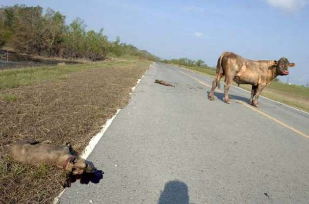 Korkunç kapışma! İki pitbul boğaya yaklaşınca... - Resim: 4