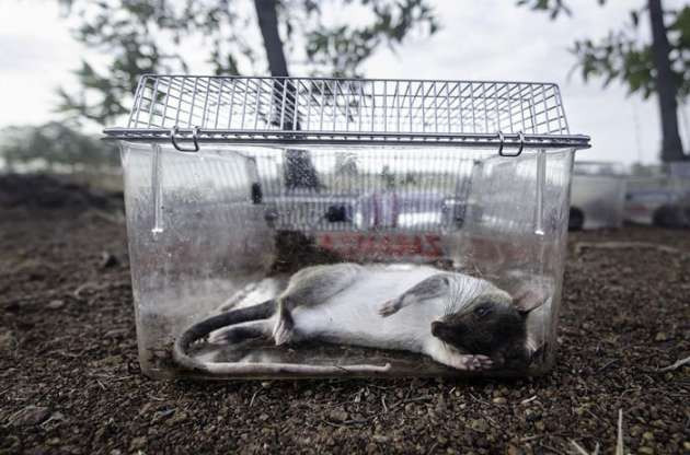 Mayın avcısı sıçanlar - Resim: 4