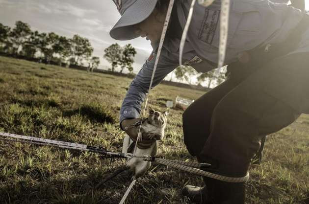 Mayın avcısı sıçanlar - Resim: 1
