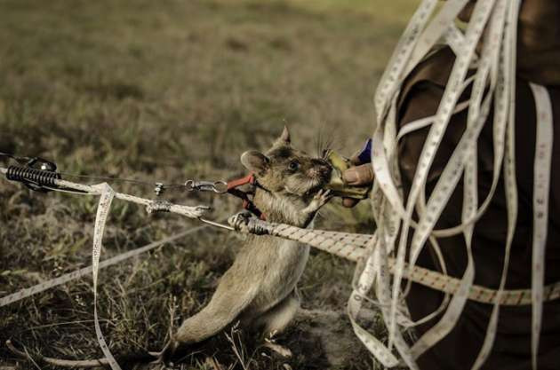 Mayın avcısı sıçanlar - Resim: 2