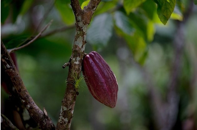 Çikolatayı sadece zenginler yiyebilecek - Resim: 2