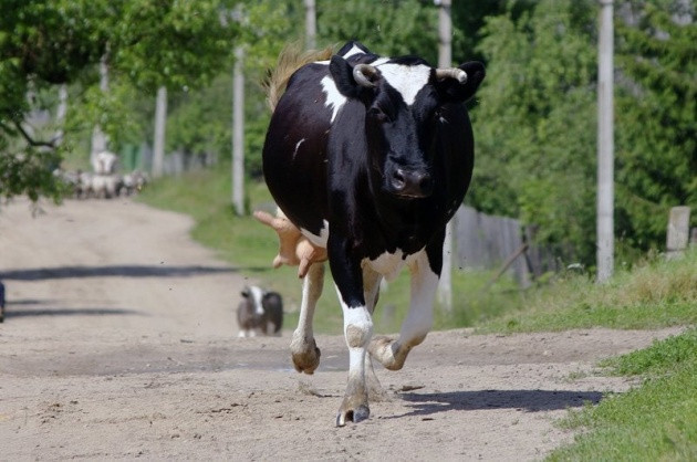 Rusların tıklanma rekorları kıran fotoğrafları - Resim: 3