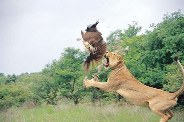 Vahşi doğada nefes kesen yaşam! - Resim: 1