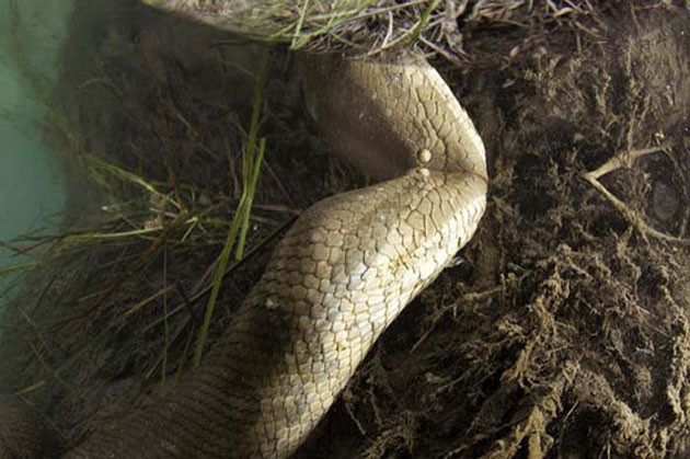 Dev anakonda görüntülendi - Resim: 3