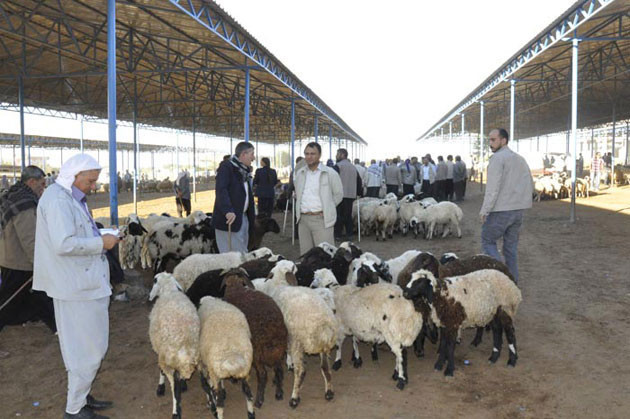 İl il kurbanlık fiyatları - Resim: 3