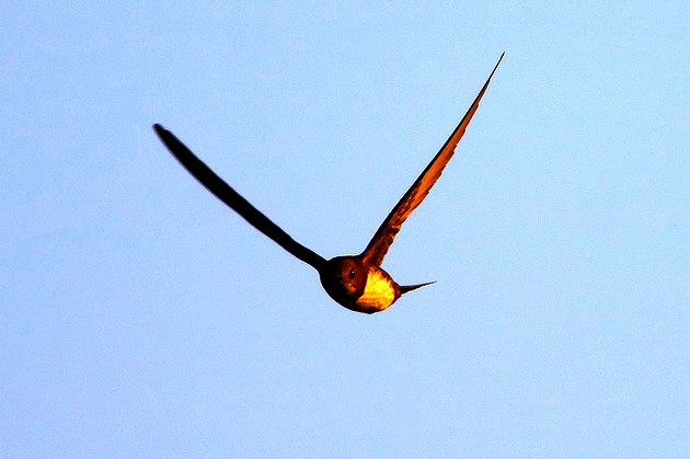 Kur'an 200 gün uçan kuşları böyle anlatıyor - Resim: 3