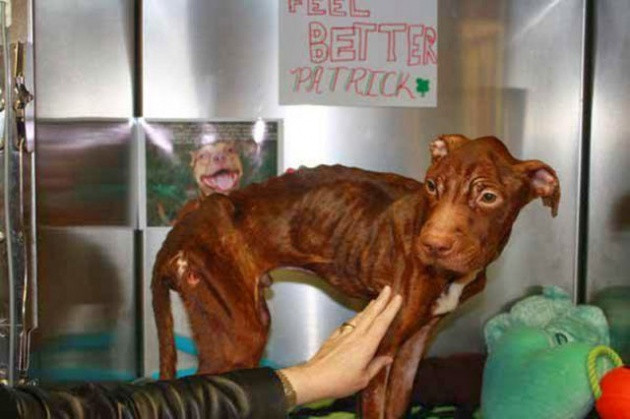 Biraz sevgi biraz ilgi işte müthiş değişim! - Resim: 2