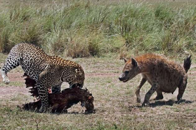 Leoparla sırtlanın amansız kapışması - Resim: 2