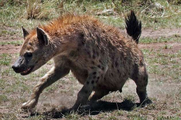 Leoparla sırtlanın amansız kapışması - Resim: 3