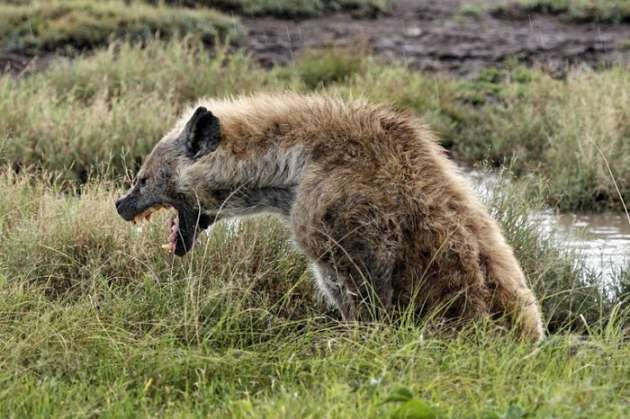 Leoparla sırtlanın amansız kapışması - Resim: 4