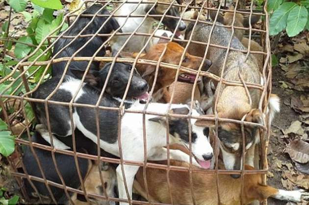 Bu köpeklerin etleri restorantlara dağıtılıyor - Resim: 1