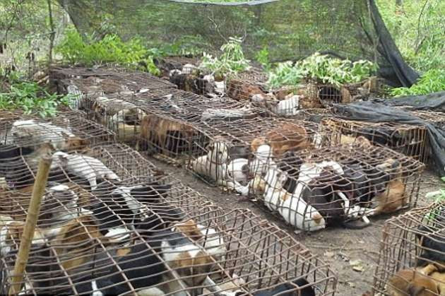 Bu köpeklerin etleri restorantlara dağıtılıyor - Resim: 2