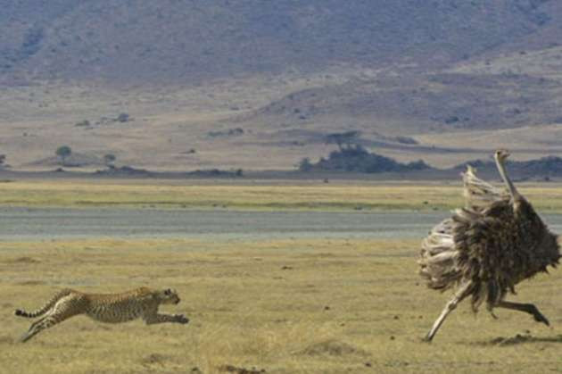 Deve kuşunun öfkesi felaketi oldu - Resim: 1