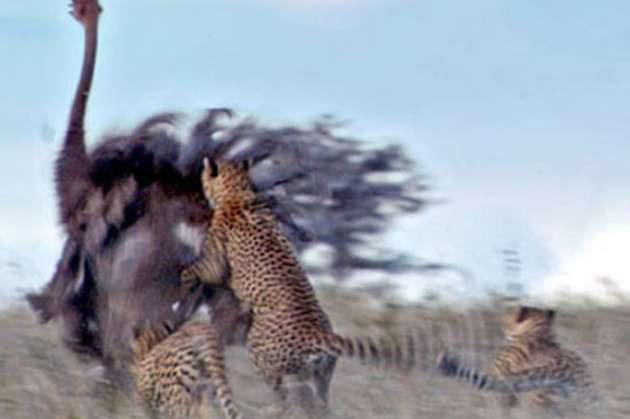 Deve kuşunun öfkesi felaketi oldu - Resim: 3