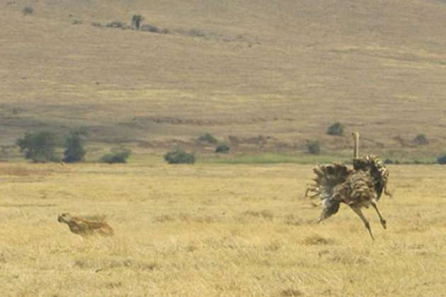 Deve kuşunun öfkesi felaketi oldu - Resim: 4