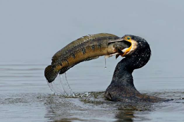 En çok tıklanan haftanın tuhaf resimleri - Resim: 1