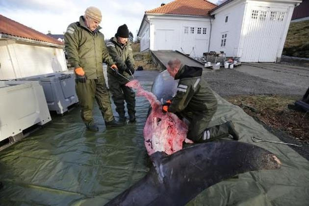 Balinanın midesini açtılar! İçinden çıkanlara inanamadılar - Resim: 3