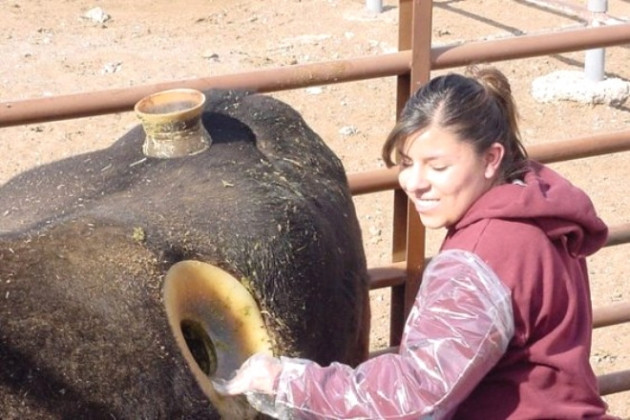 İneklerin karnına neden delik açılıyor? - Resim: 3