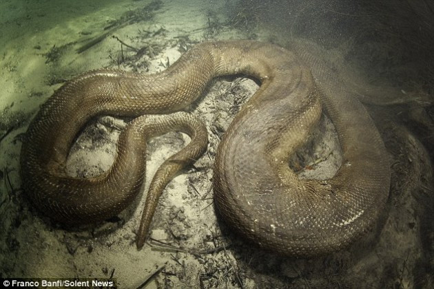 Dev Anakonda'yı işte böyle görüntüledi! - Resim: 4