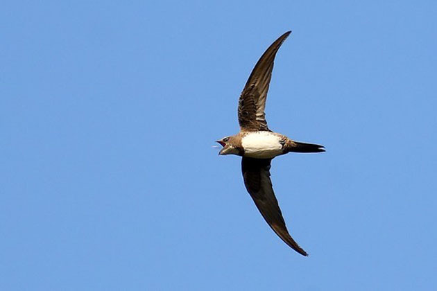 Kur'an 200 gün uçan kuşları böyle anlatıyor - Resim: 1