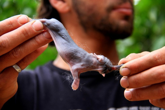 Fil görünümlü tavşan yavrusu şok etti - Resim: 1