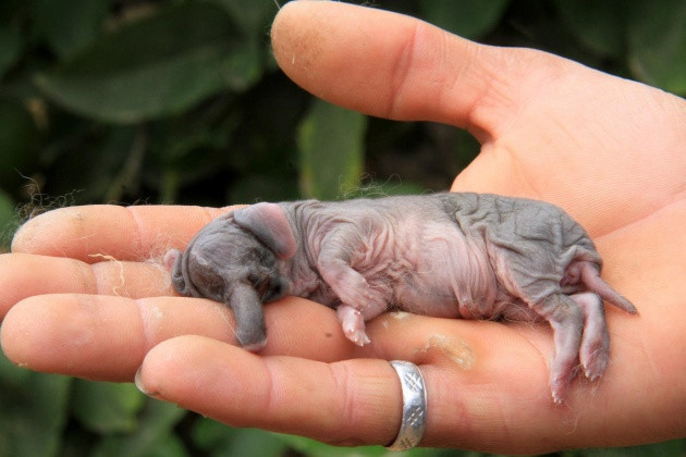 Fil görünümlü tavşan yavrusu şok etti - Resim: 2