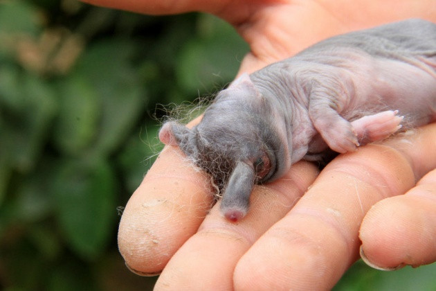 Fil görünümlü tavşan yavrusu şok etti - Resim: 3