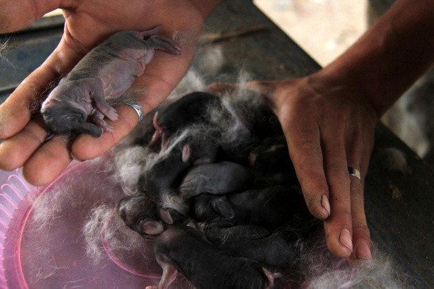 Fil görünümlü tavşan yavrusu şok etti - Resim: 4