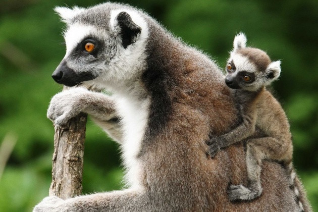 Hayvanlar aleminden en özel 25 kare - Resim: 4