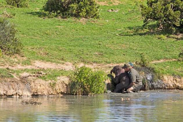 Bebek fili böyle kurtardılar - Resim: 4